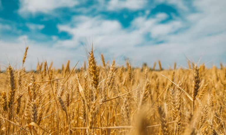 Kouskousi Explained: The Tasty Grain Everyone’s Talking About