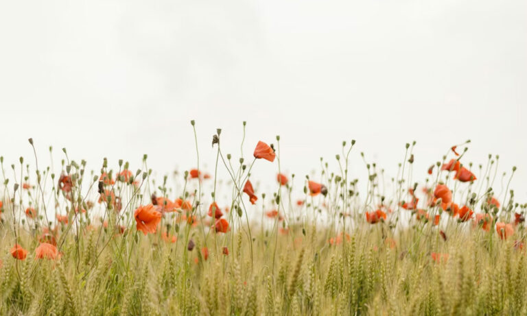 Portar Leisa: A Hidden Gem of Art, Nature, and History