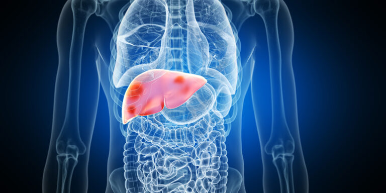 Liver