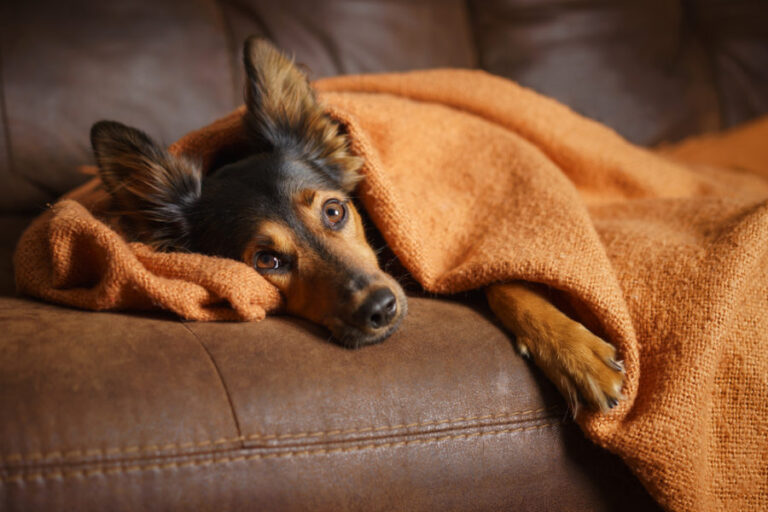 Anxiety in Dogs