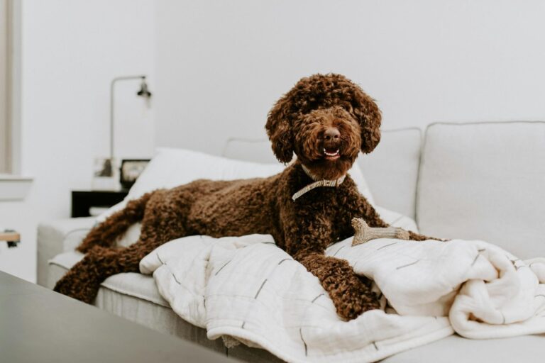 Why People Are Choosing Easier Pets That Fit Their Lifestyle