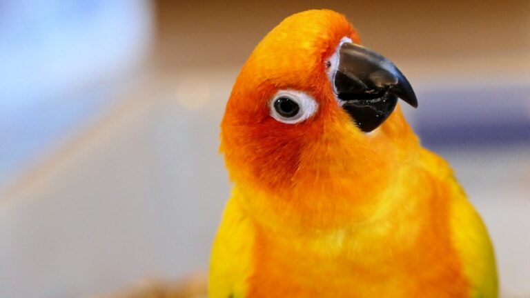 Bird Ownership: The Reality Check Most First-Time Owners Need Before Buying