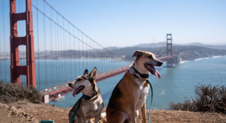 Traveling with a Dog What to Prepare Before the Trip