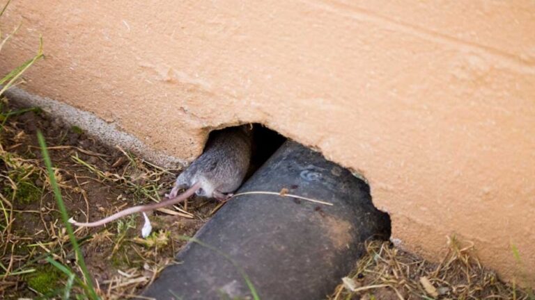 10 Ways to Prevent Mice from Entering Your Home