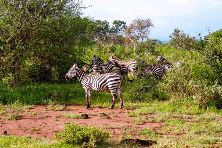 The Ultimate Guide to Luxury Safari Experiences in Kenya