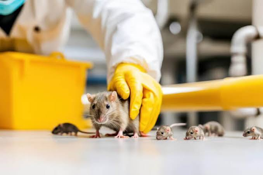 Rodent Exterminator Services